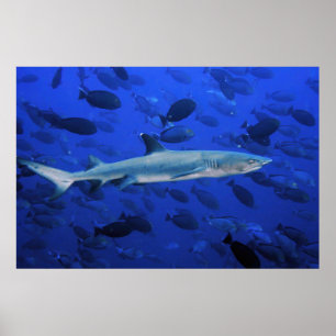 Poster Tubarão e Surgeonfish