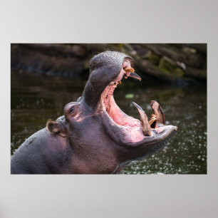 Poster Tubarão Massivo de Hippo
