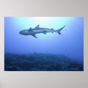 Póster Tubarão no oceano, vista de baixo ângulo