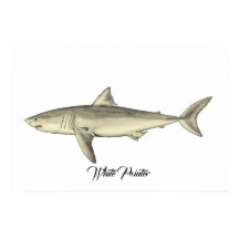 Tubarão-Ponteiro Branco