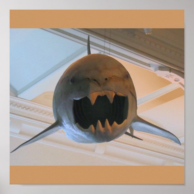 Póster Tubarão pré-histórico (Frente)