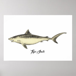 Poster Tubarão-Tigre