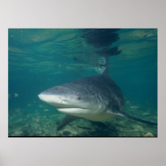 Póster Tubarão-touro - Carcharhinus leucas