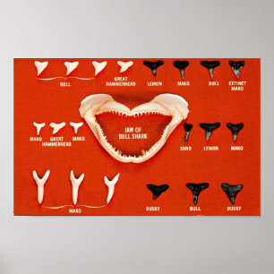 Poster Tubarões da Florida