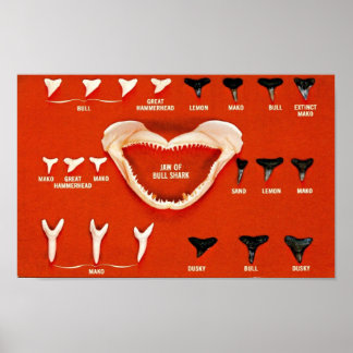 Poster Tubarões da Florida