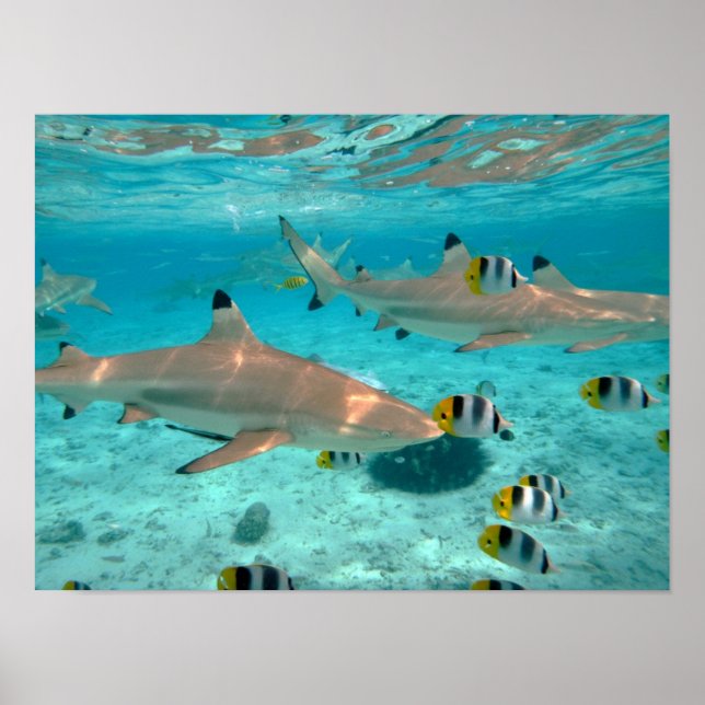 Poster Tubarões no pôster da lagoa de Bora Bora (Frente)