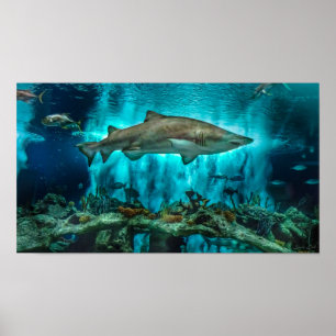 Poster Tubarões no Prowl