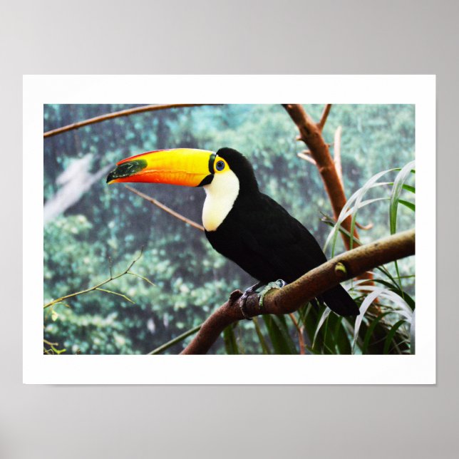 Póster Tucano (Frente)