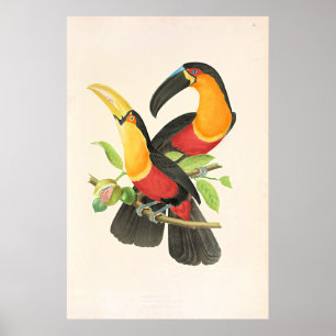 Poster Tucano-de-peito-vermelho