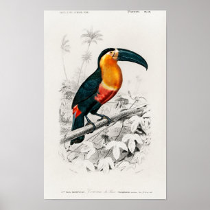Poster Tucano (Ramphastos) ilustrado por Charles Dessali
