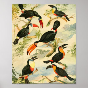 Poster Tucanos, Emil August Göldi (1900-1906)