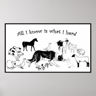 Póster Tudo que sei é o que eu ouvi~Border Collie Impress