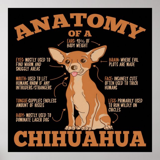 Poster Tudo que você precisa | Cão Chihuahua | Chihuahua  (Frente)
