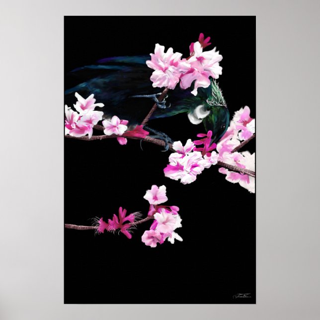Póster Tui Bird Alimentando Blossomas De Cereja - (GRANDE (Frente)