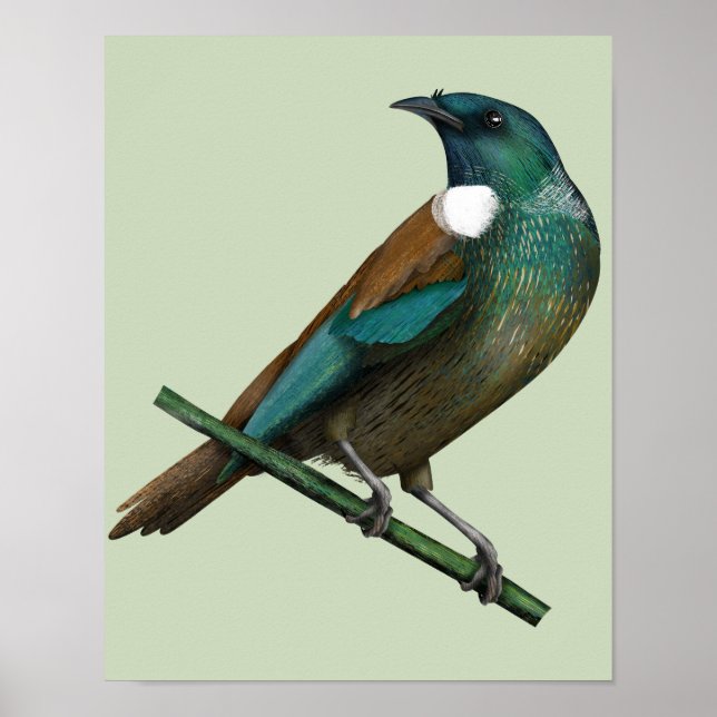 Poster Tui New Zealands Bird (Frente)
