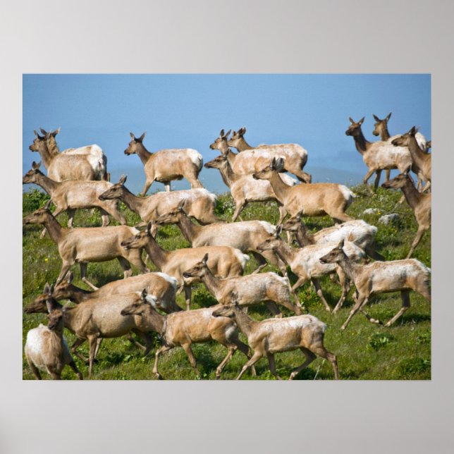 Poster Tule Elk| Point Reyes National Seashore, CA (Frente)