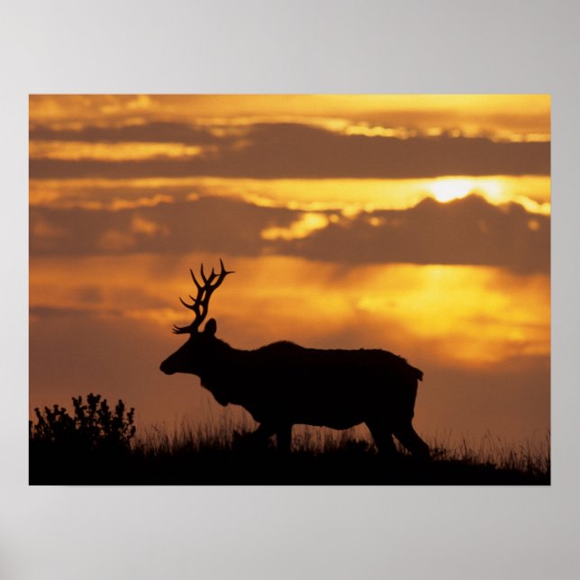 Poster Tule Elk | Ponto Reyes National Seashore (Frente)