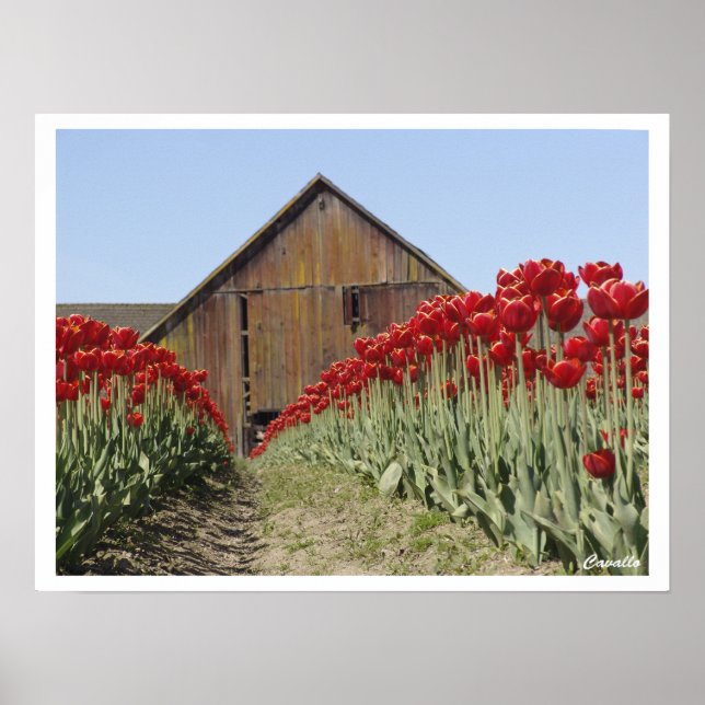 Poster Tulip (Frente)