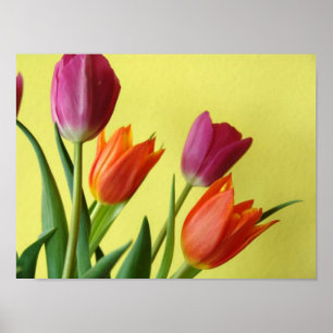 Poster Tulip