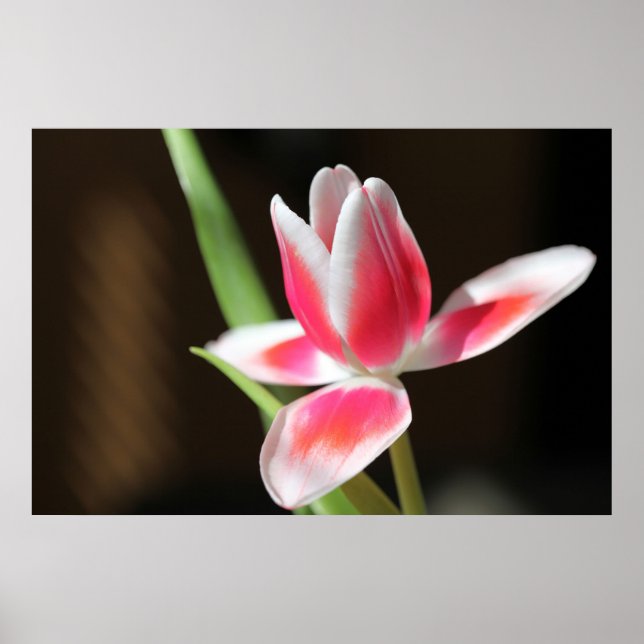 Poster Tulip (Frente)