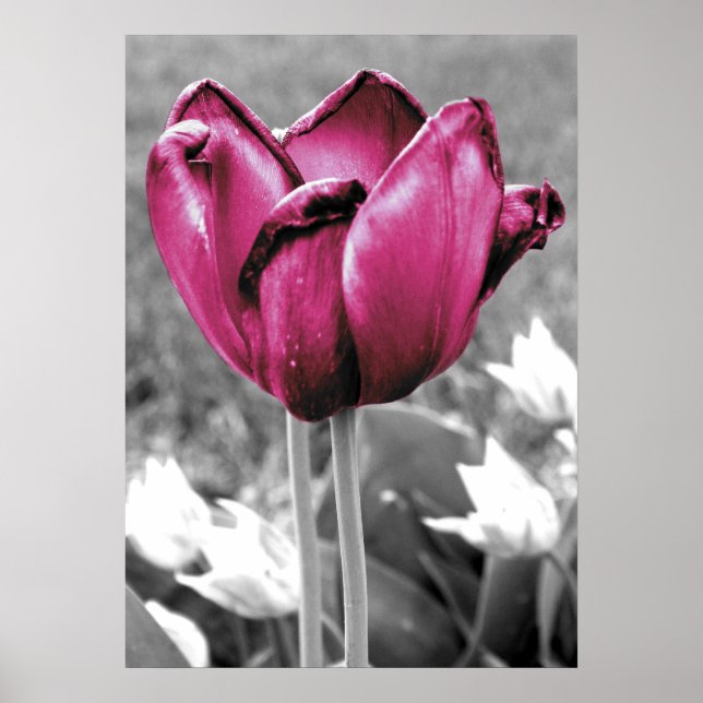 Póster Tulip (Frente)
