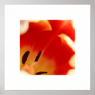 Poster Tulip