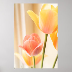 POSTER TULIP AMARELO E VERMELHO NO BLOOM FECHAR FOTO