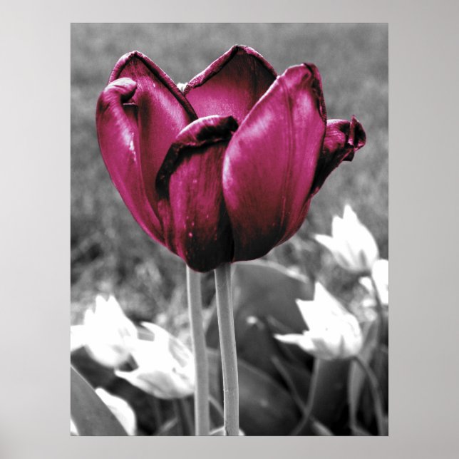 Póster Tulip Art (Frente)