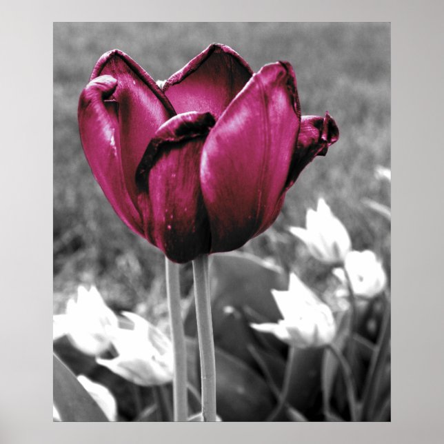 Poster Tulip Art (Frente)