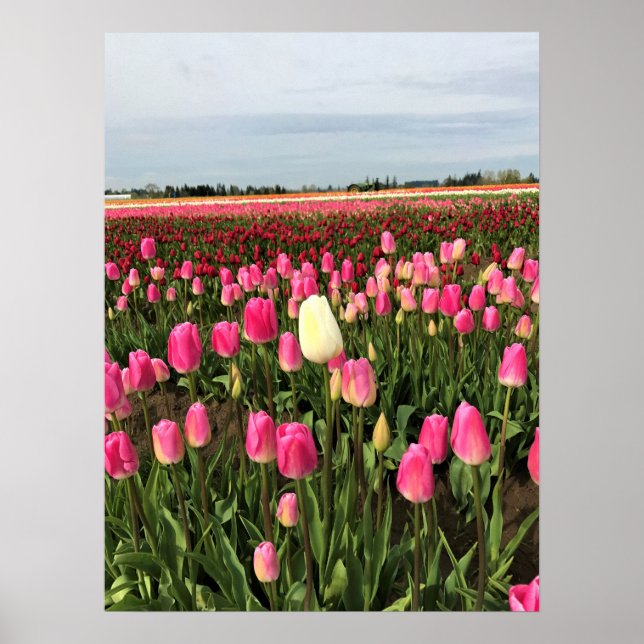 Poster Tulip Fazenda em Oregon (Frente)