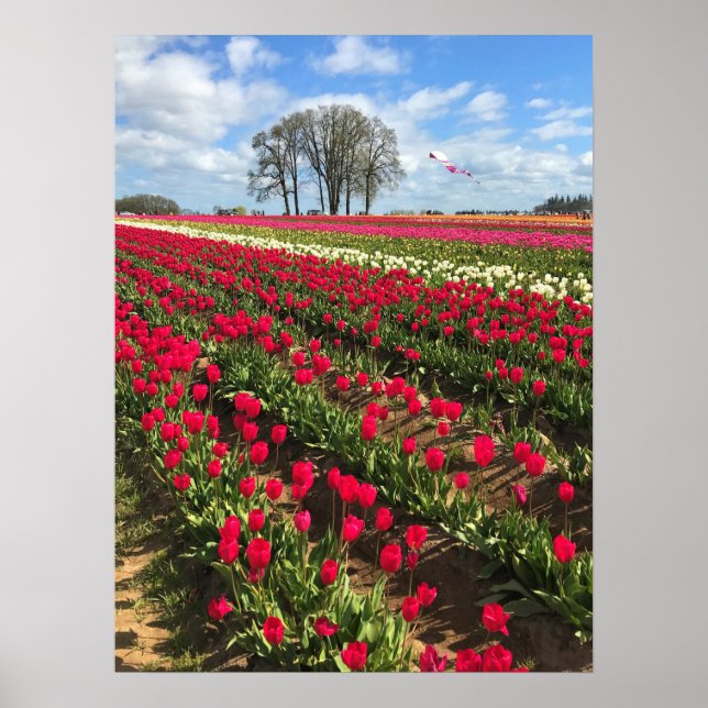 Poster Tulip Field com Kite, Oregon (Frente)