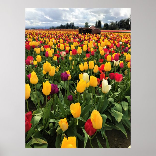 Poster Tulip Field com Old Trator, Oregon (Frente)