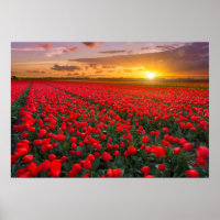 Tulip Fields no Sunset, Países Baixos