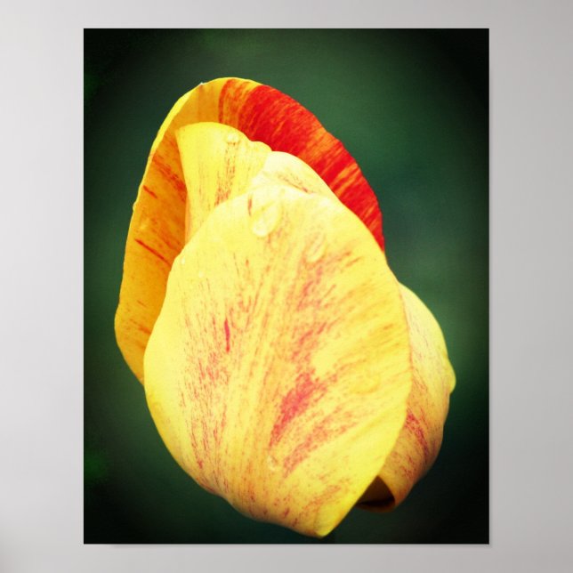 Poster Tulip Flor Petals Com Gotas De Rainha Fechem (Frente)
