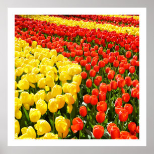 Póster Tulip garden