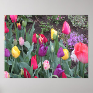 Poster Tulip Garden