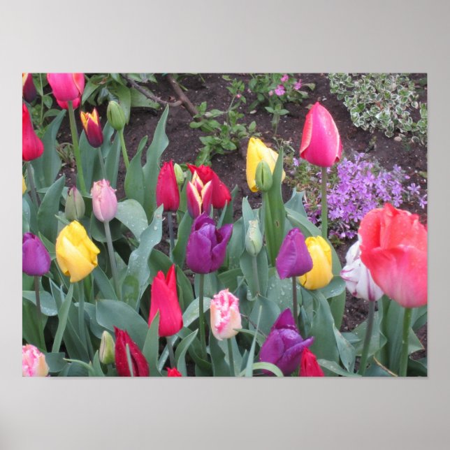Poster Tulip Garden (Frente)