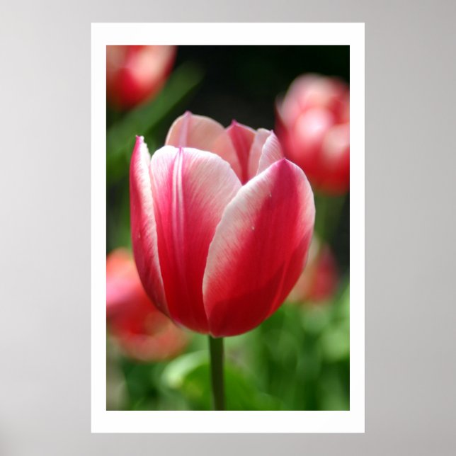 Poster Tulip no primavera (Frente)