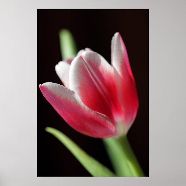 Poster Tulip Peaceful (Frente)