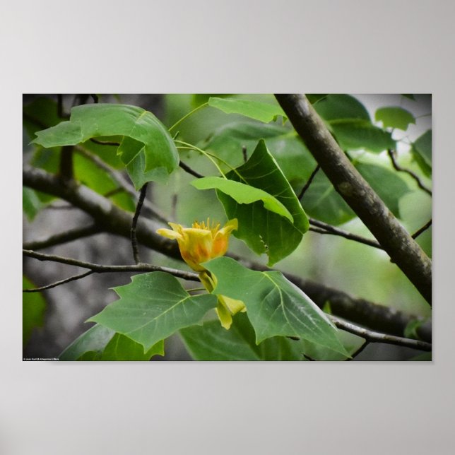 Poster Tulip Poplar Blossom, (Frente)