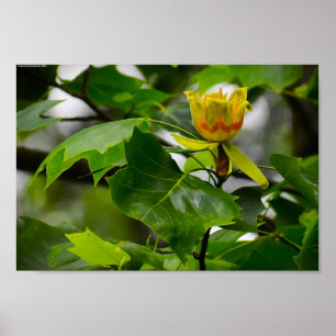 Poster Tulip Poplar Blossom,