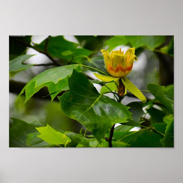 Poster Tulip Poplar Blossom, (Frente)