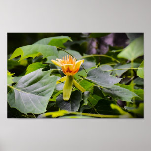 Poster Tulip Poplar Blossom,