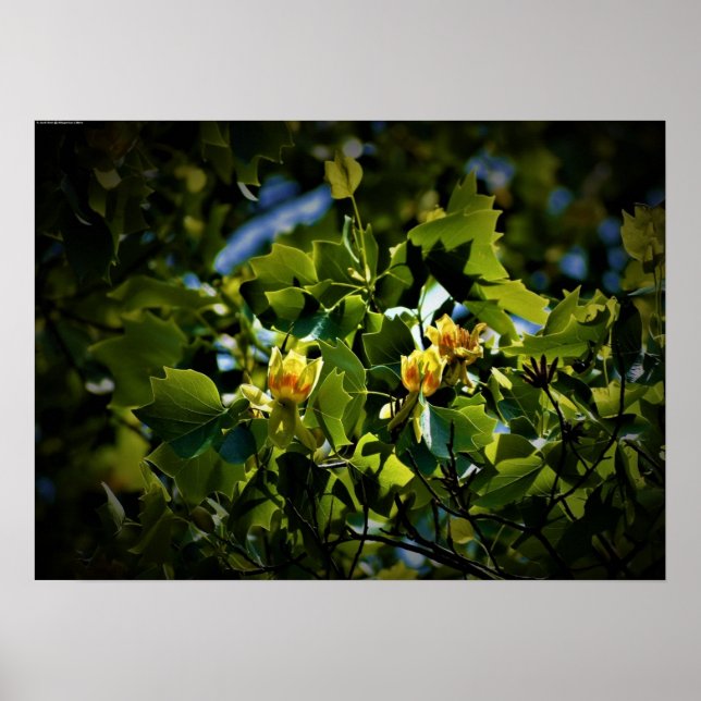 Poster Tulip Poplar Blossom, (Frente)