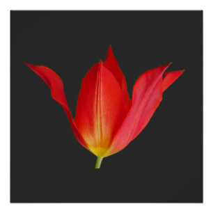 Póster Tulip Poster
