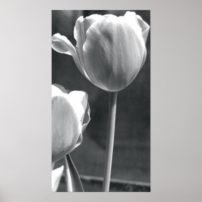 Póster Tulip preto e branco (Frente)