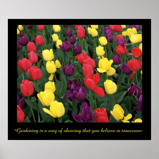 Póster Tulip Rainbow (Frente)