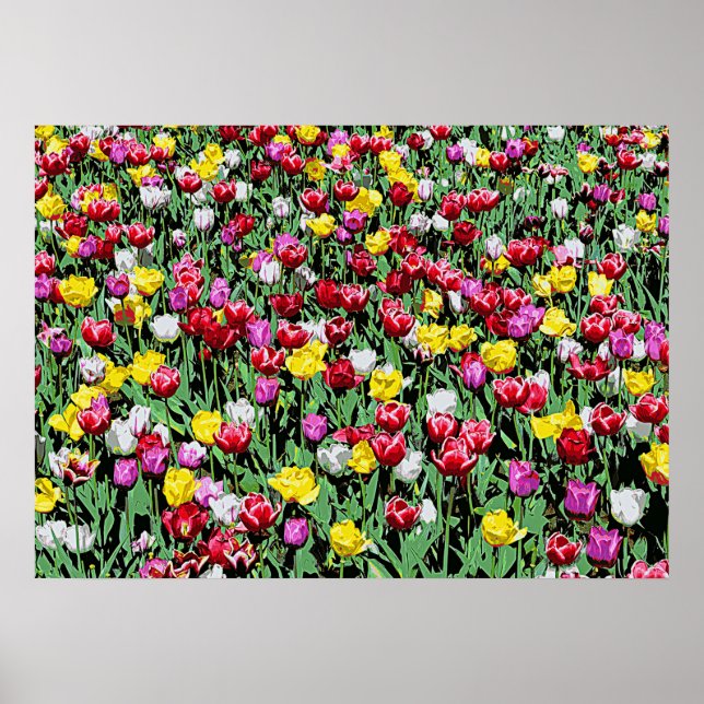 Poster Tulip Riot — Tulipas Coloridas (Frente)