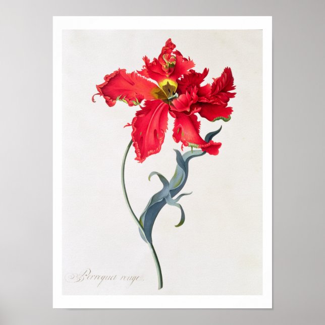 Poster Tulip: Rota Perroquet (Frente)