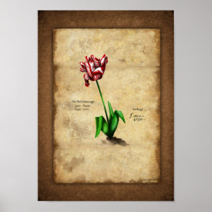 Poster Tulip (Semper Augustus)